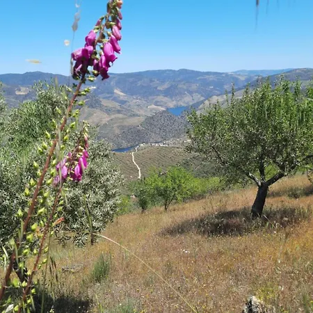 Andar Moradia T2 Na Casa Do Olival ホームステイ *